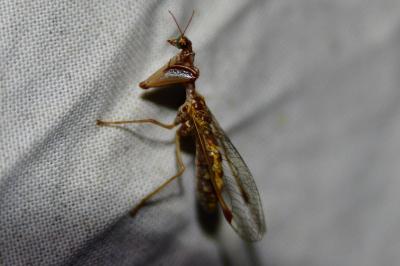 Mantispa styriaca