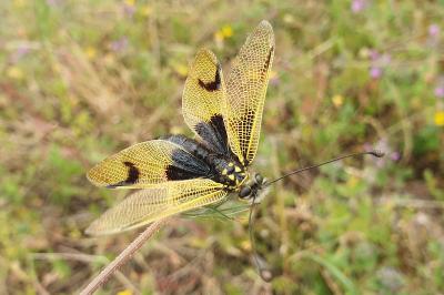 Libelloides longicornis