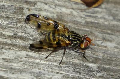 Otites porcus
