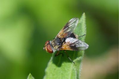 Ectophasia crassipennis