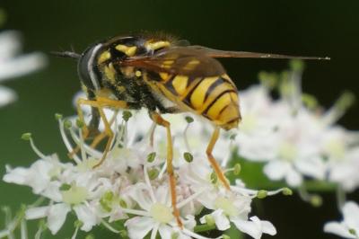Chrysotoxum cautum