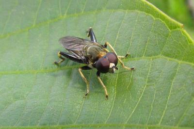 Xylota segnis