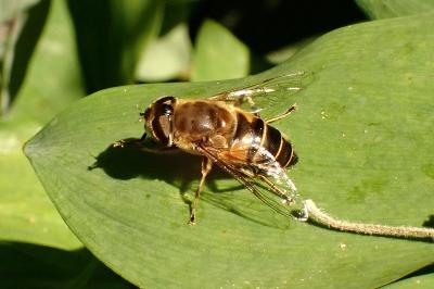 Eristalis similis