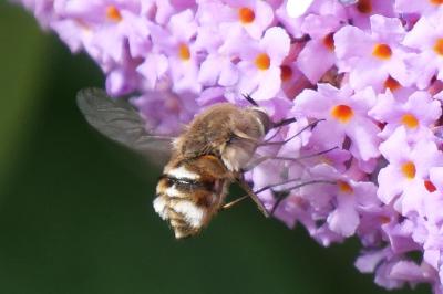 Bombylius cruciatus