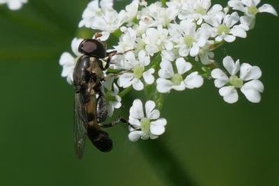 Syritta pipiens