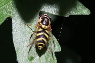 Dasysyrphus albostriatus
