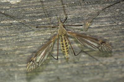 Tipula lateralis