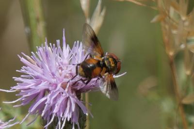 Ectophasia crassipennis