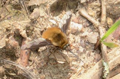 Bombylius major