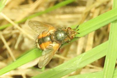<i>Tachina fera/magnicornis</i>