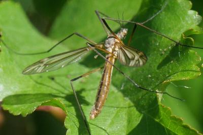 <i>Tipula vernalis</i>