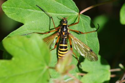 <i>Ctenophora flaveolata</i>