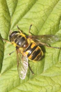 <i>Myathropa florea</i>