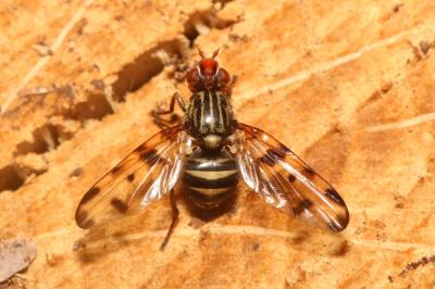 <i>Otites porcus</i>