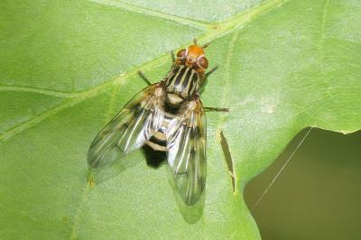 <i>Otites porcus</i>