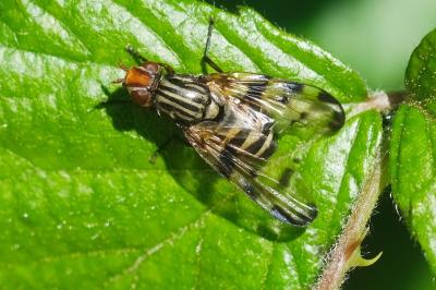 <i>Otites porcus</i>