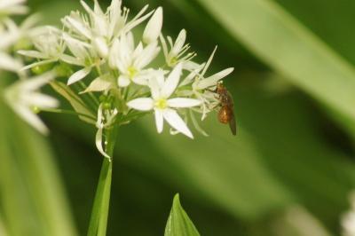 <i>Rhingia campestris</i>