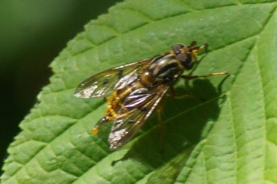 <i>Ferdinandea cuprea</i>