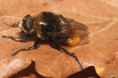 <i>Mallota fuciformis</i>