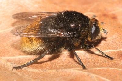 <i>Mallota fuciformis</i>
