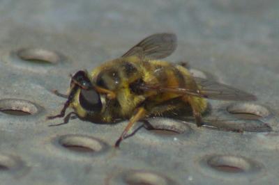 <i>Myathropa florea</i>