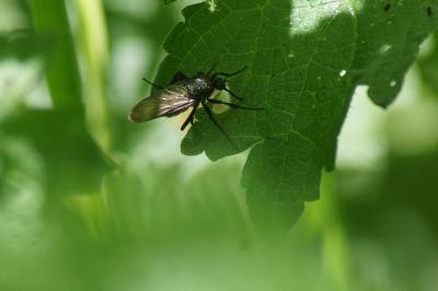 <i>Empis tessellata</i>