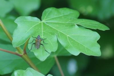 <i>Empis tessellata</i>