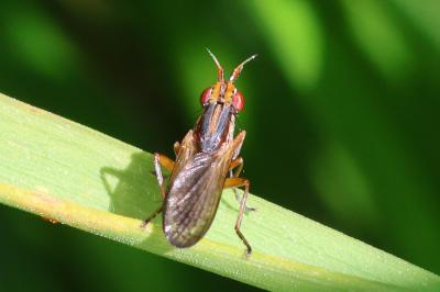 <i>Limnia unguicornis</i>