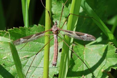 <i>Tipula maxima</i>