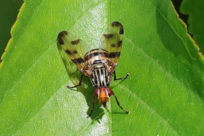 <i>Otites porcus</i>