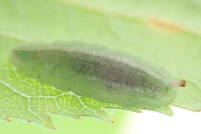<i>Epistrophe eligans</i>