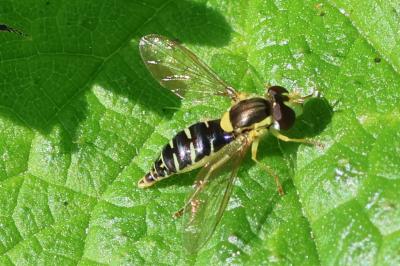 <i>Sphaerophoria</i>