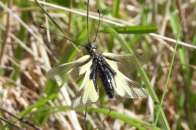 <i>Libelloides longicornis</i>