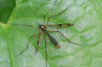 <i>Ptychoptera contaminata</i>