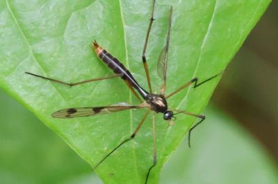 <i>Ptychoptera contaminata</i>
