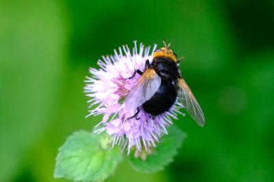 <i>Tachina grossa</i>