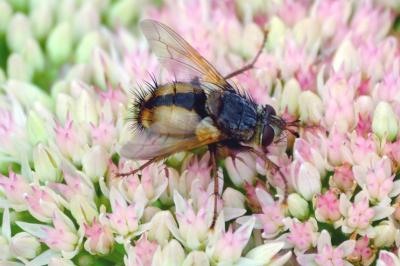 <i>Tachina fera/magnicornis</i>