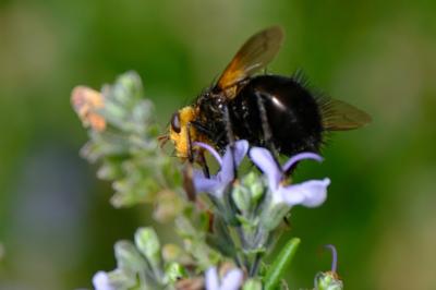 <i>Tachina grossa</i>