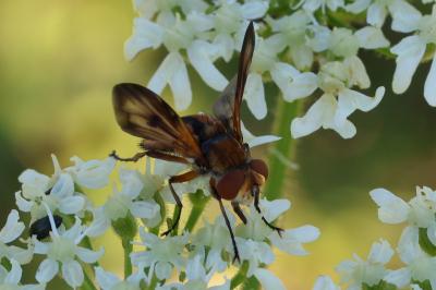 <i>Ectophasia crassipennis</i>