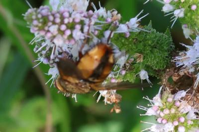 <i>Tachina fera/magnicornis</i>