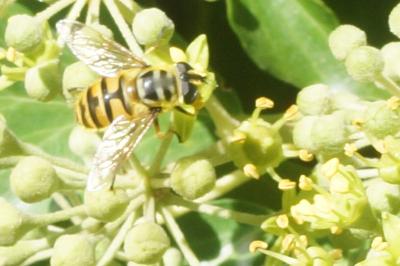 <i>Myathropa florea</i>