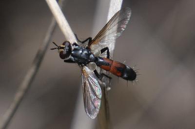 <i>Cylindromyia</i>