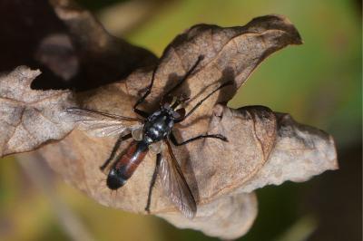 <i>Cylindromyia</i>