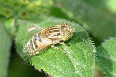 <i>Eristalinus megacephalus</i>