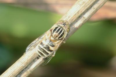 <i>Eristalinus megacephalus</i>