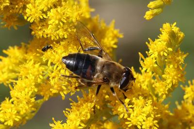 <i>Eristalis tenax</i>