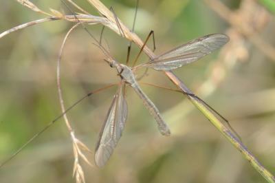 <i>Tipula oleracea</i>