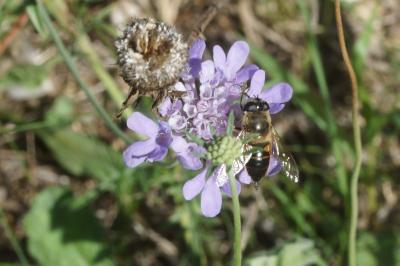 <i>Epistrophe eligans</i>