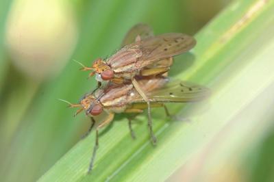 <i>Ilione albiseta</i>