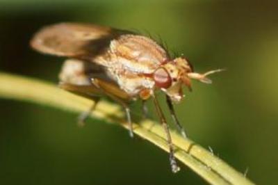 <i>Ilione albiseta</i>